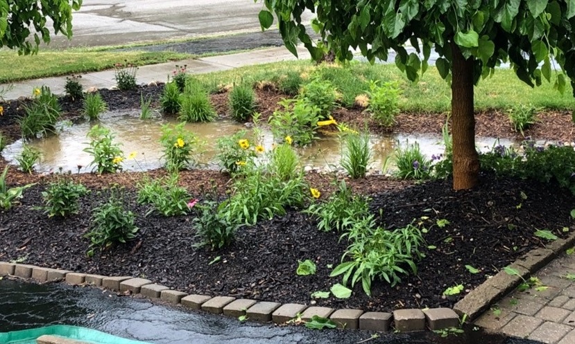 a rain garden absorbs water during a summer storm