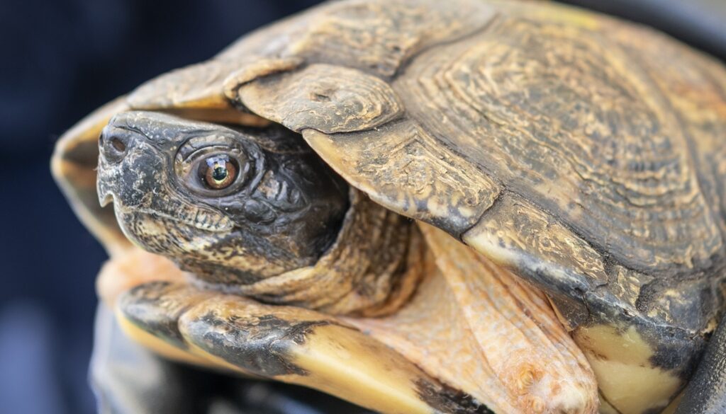 join the TRCA Youth Council for TurtleFest 2026 on Saturday May 16 at Heart Lake Conservation Park