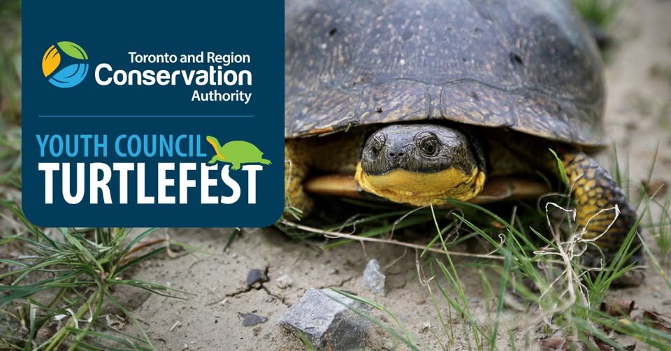 join the TRCA Youth Council for TurtleFest 2026 on Saturday May 16 at Heart Lake Conservation Park