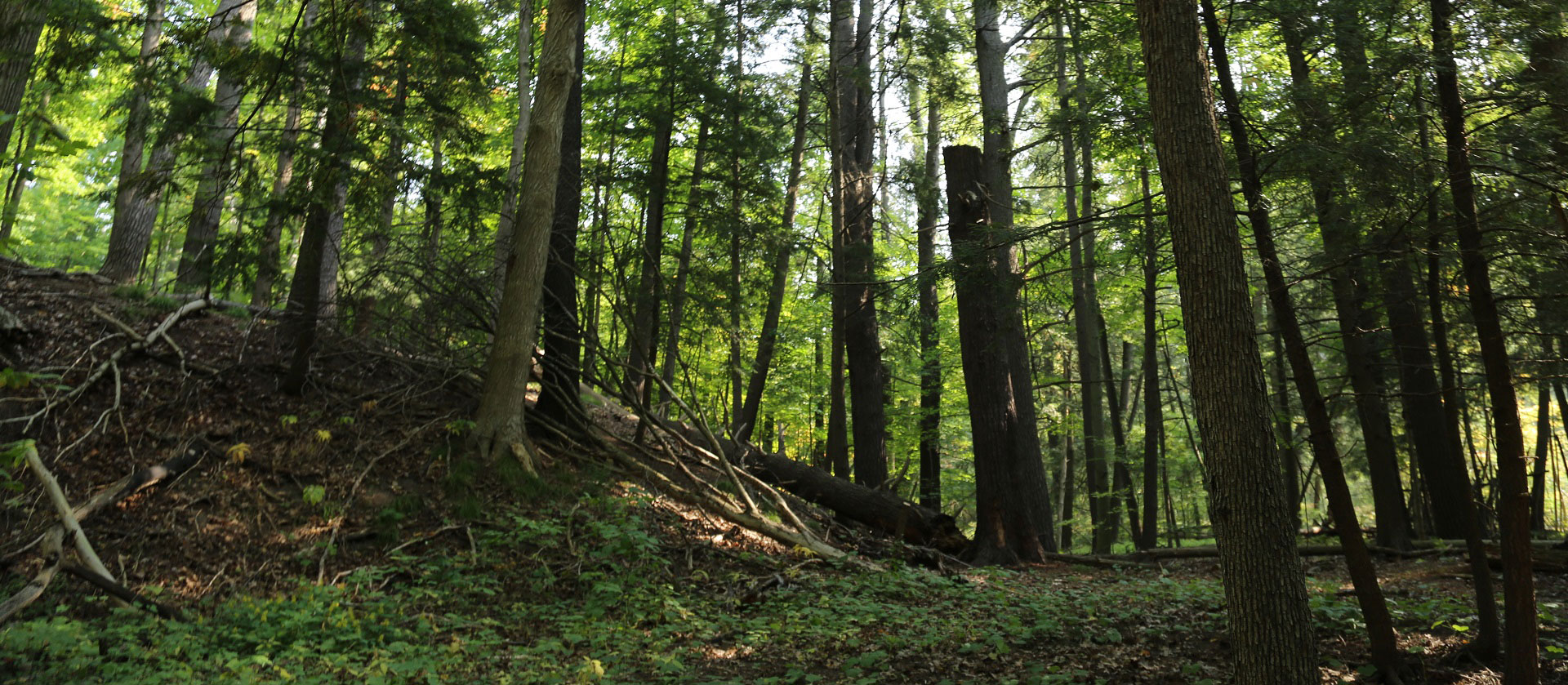 Boyd Conservation Park