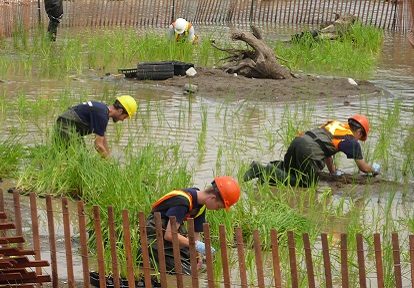 TRCA restoration team members conduct aquatic planting in a wetland area