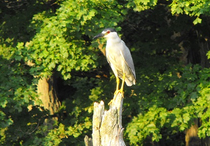 a black crowned night heron perches on a tree stump in a wetland area