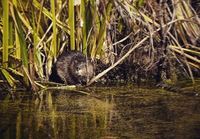 a small mammal lurks among the tall grasses at the edge of a wetland area at Kortright Centre for Conservation