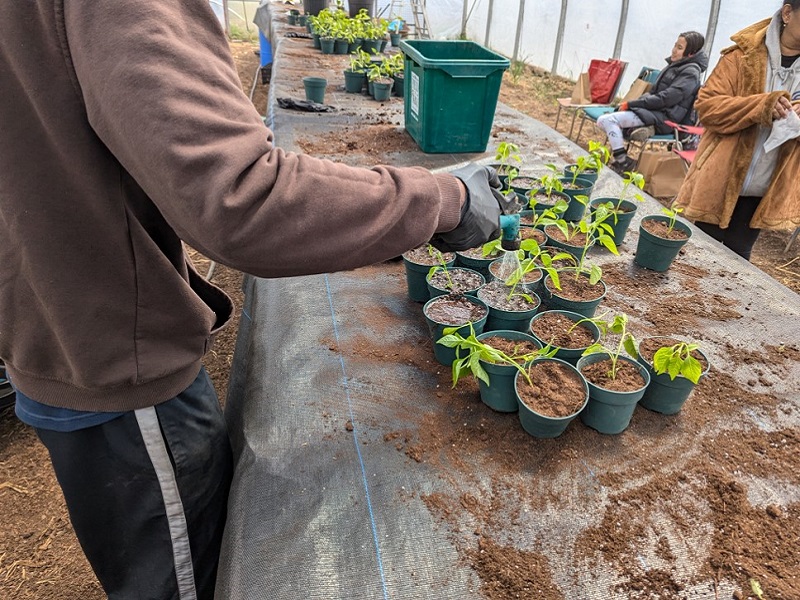 Malton SNAP neighbourhood residents take part in urban agriculture skills training