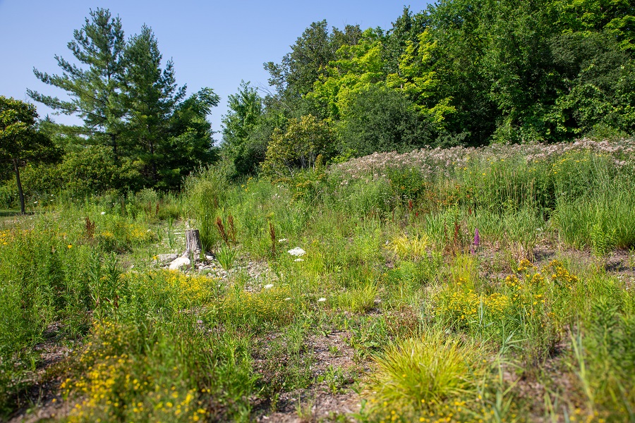 wildflowers bloom in the  Adam Wallace Memorial Park rain garden