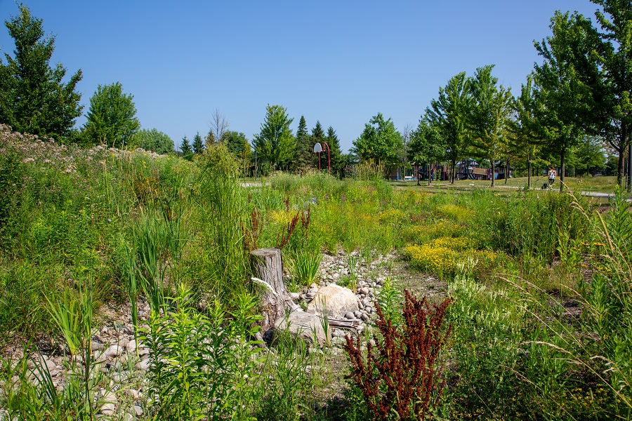 wildflowers bloom in the  Adam Wallace Memorial Park rain garden
