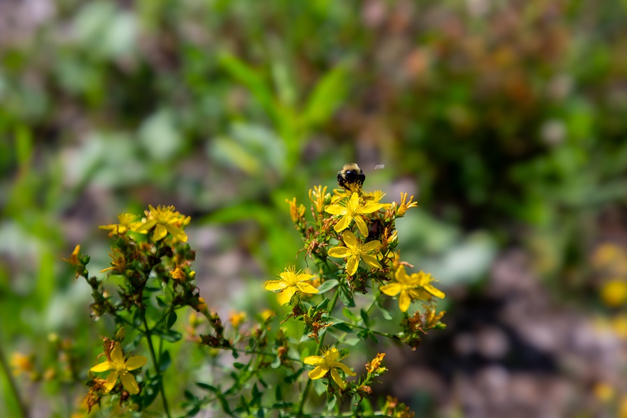 wildflowers bloom in the  Adam Wallace Memorial Park rain garden