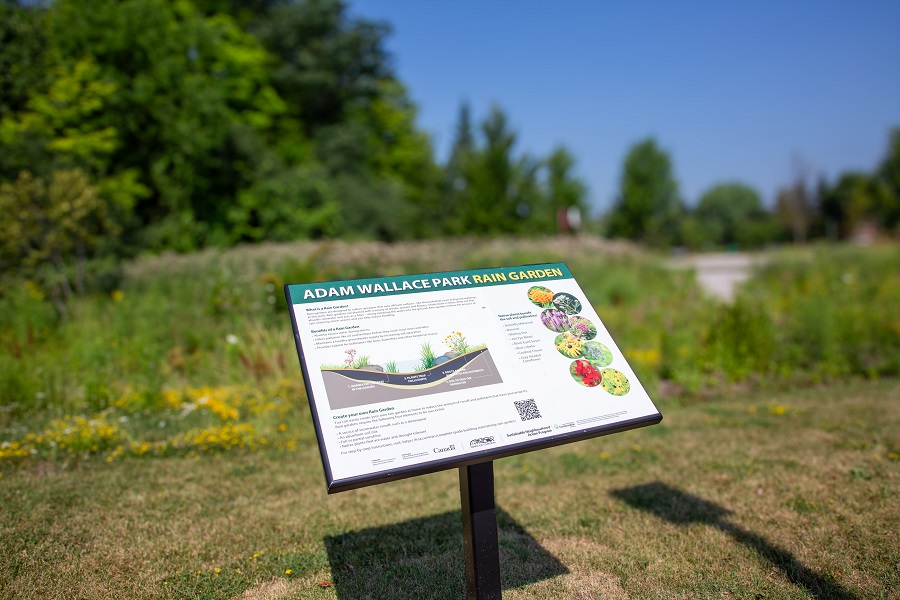 wildflowers bloom in the  Adam Wallace Memorial Park rain garden