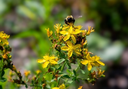 wildflowers bloom in the Adam Wallace Memorial Park rain garden
