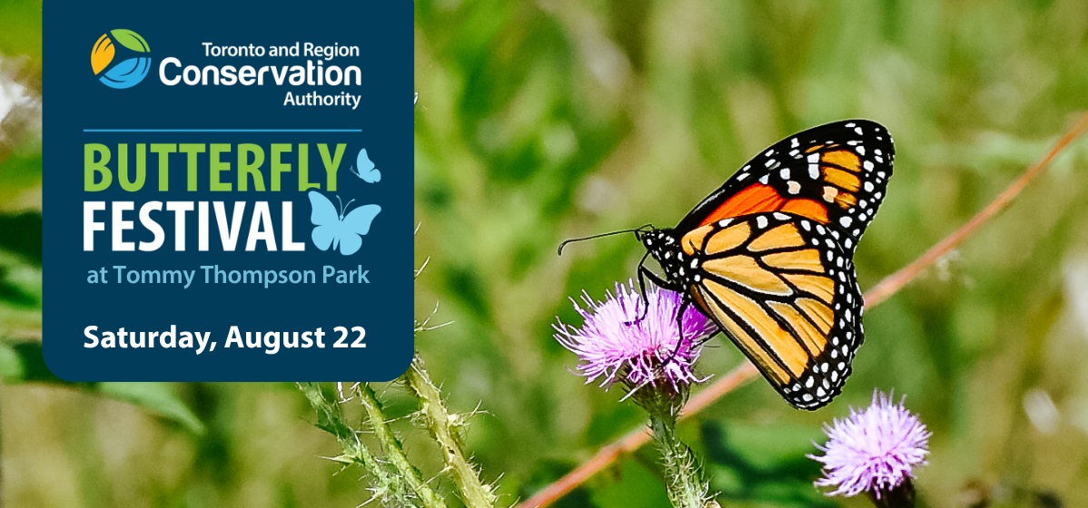join TRCA for the annual Butterfly Festival at Tommy Thompson Park on Saturday August 22 2026