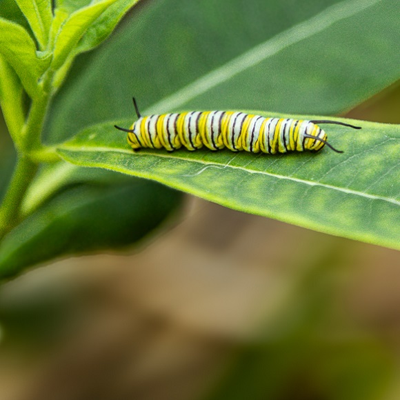 a monarch caterpillar on the leaf of a milkweed plant