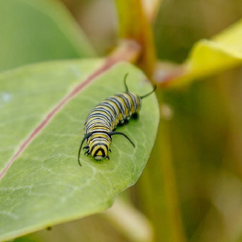 Monarch butterfly