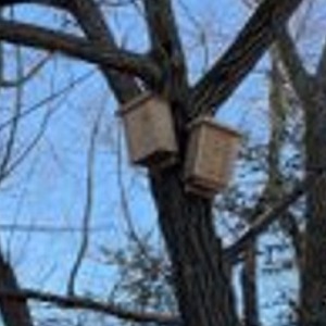 newly installed bird boxes at Jaffarys Creek Pond