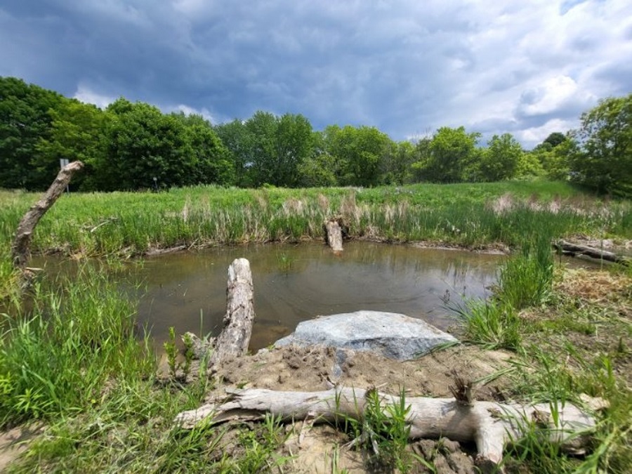 a restored wetland area in Edelweiss Park