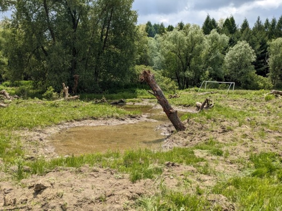 a restored wetland area in Edelweiss Park