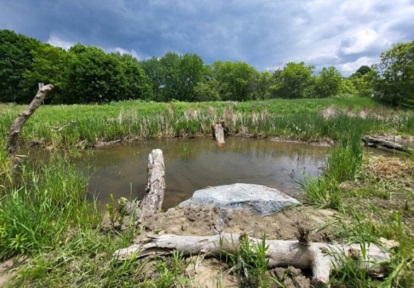 a restored wetland area in Edelweiss Park