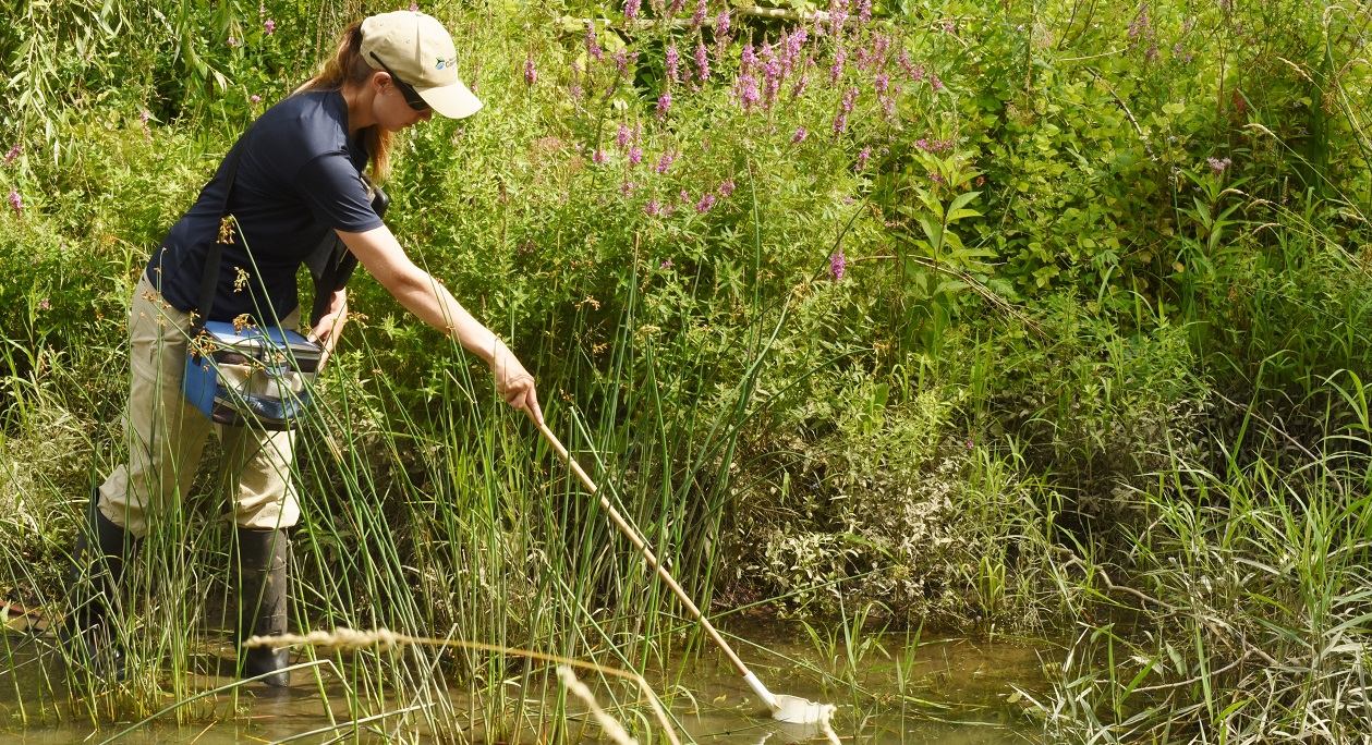 TRCA biologist monitors mosquito population in a wetland area