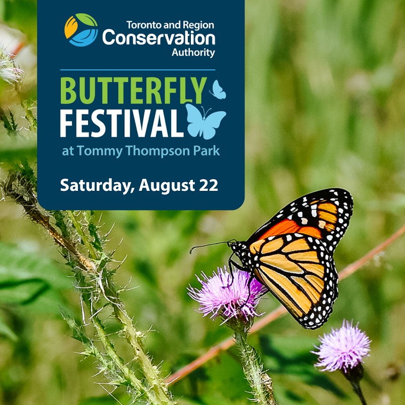 join TRCA on Saturday August 22 2026 for the annual Butterfly Festival at Tommy Thompson Park