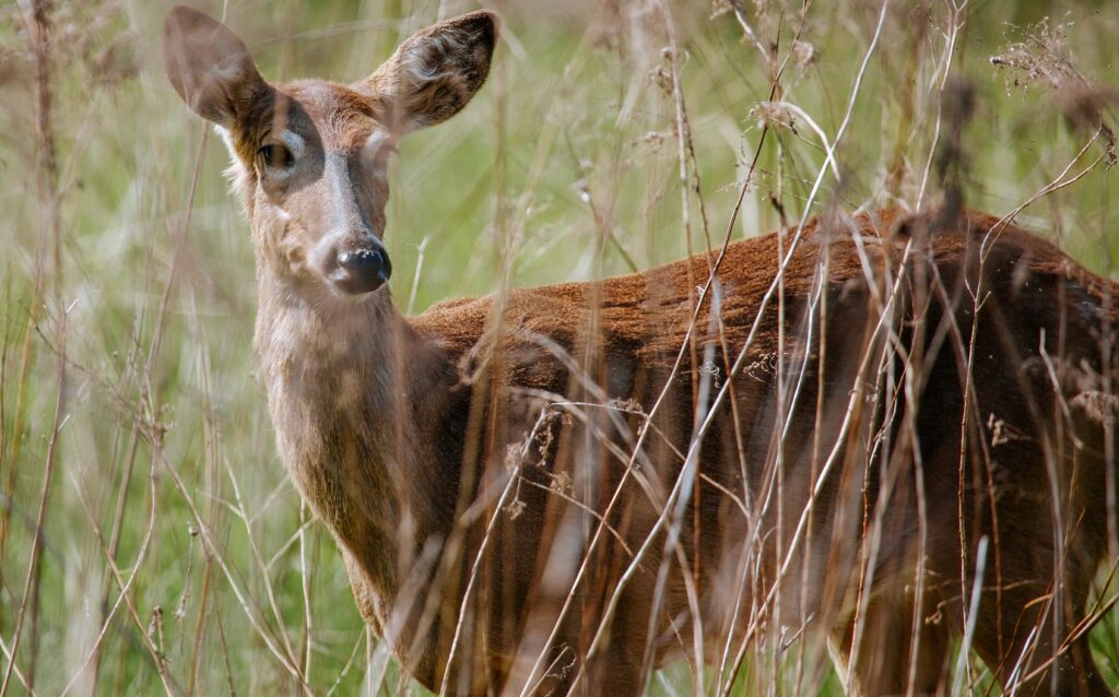 a deer spotted close to a trail at Tommy Thompson Park