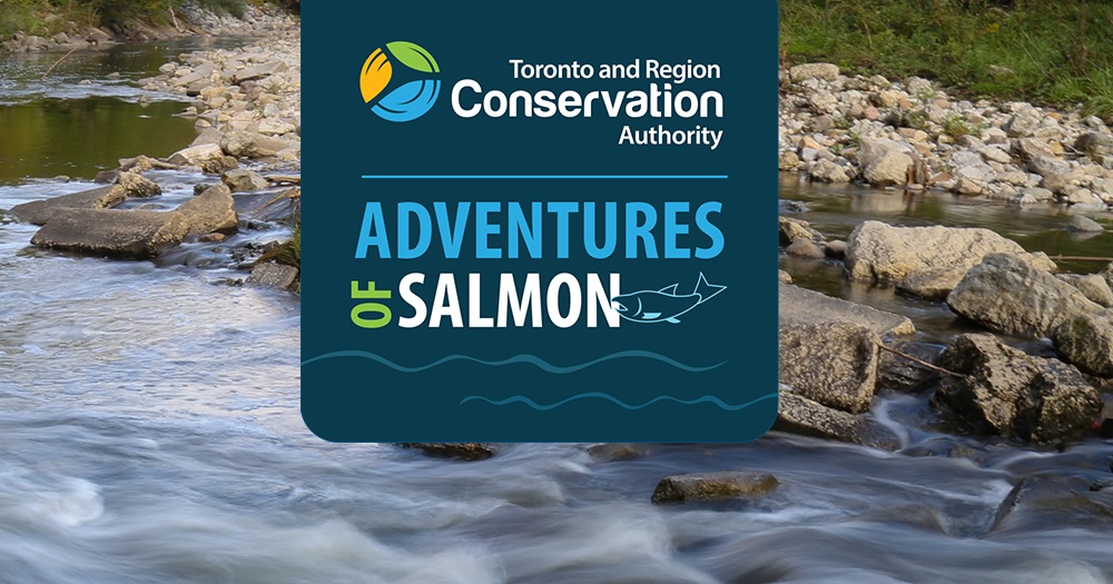 Join TRCA for a day of discovery as you learn about the incredible journey of salmon in the Greater Toronto Area during their annual fall migration