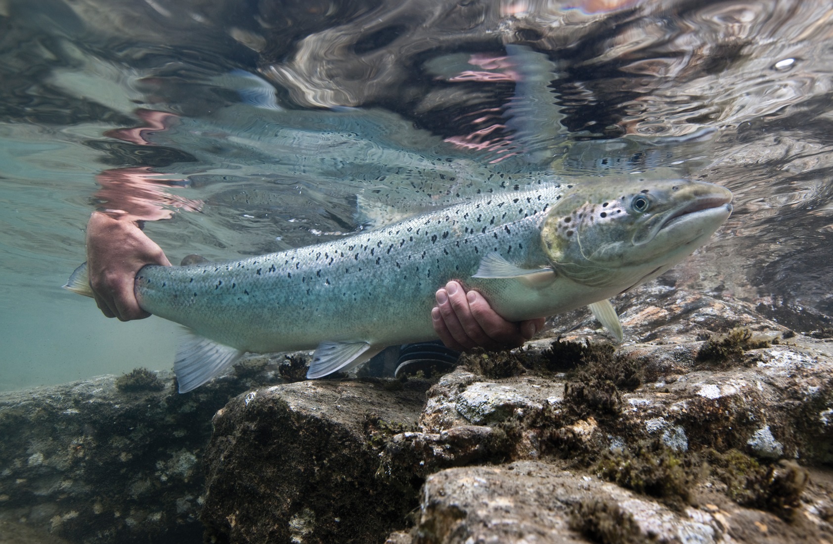 Atlantic Salmon under water