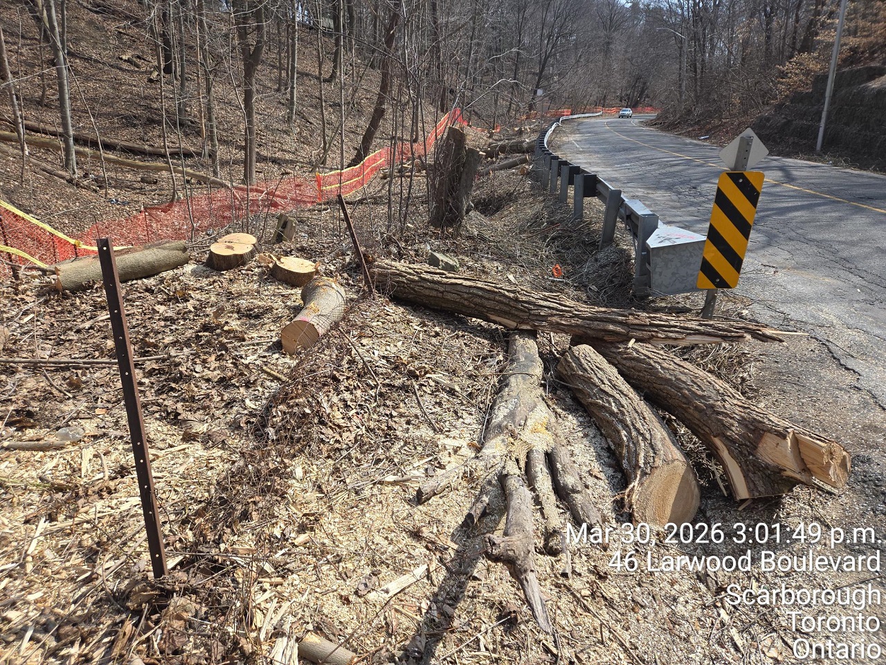 tree removals for the Brimley Road South multi-use trail project take place in March 2026