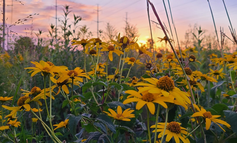 native wildflowers bloom in a meadow at sunset
