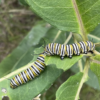 monarch butterfly caterpillars on the leaf of a milkweed plant