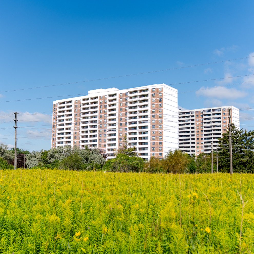 a meadow habitat thrives next to a residential building in Scarborough