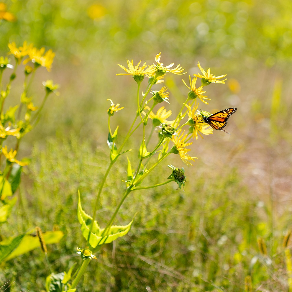 a monarch butterfly lands on a wildflower