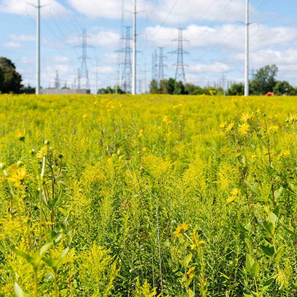 wildflowers bloom in a restored meadow habitat