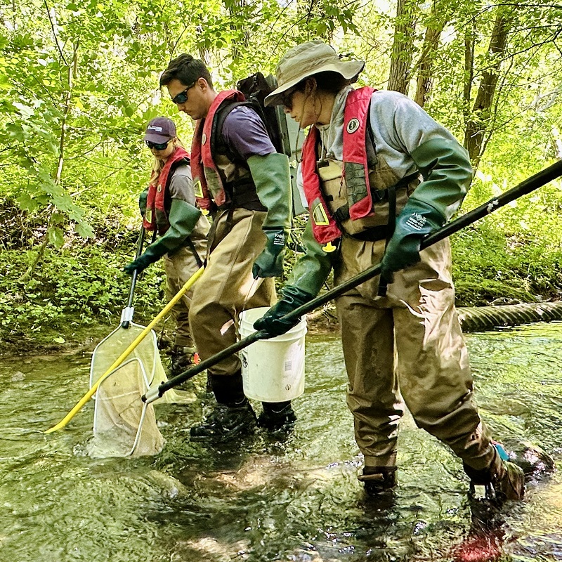 TRCA biologists conduct stream electrofishing in the field