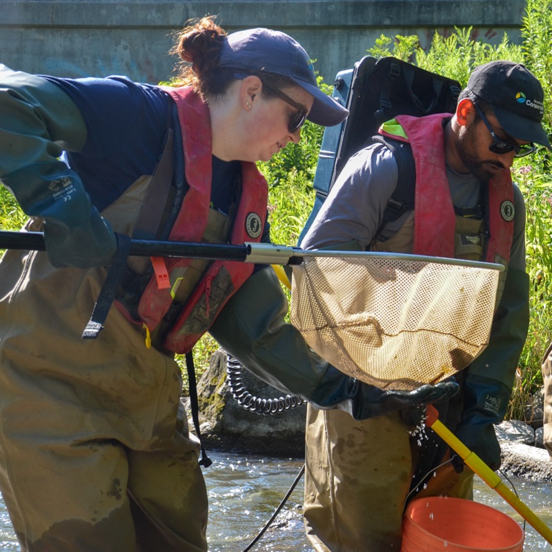 TRCA biologists conduct stream electrofishing in the field