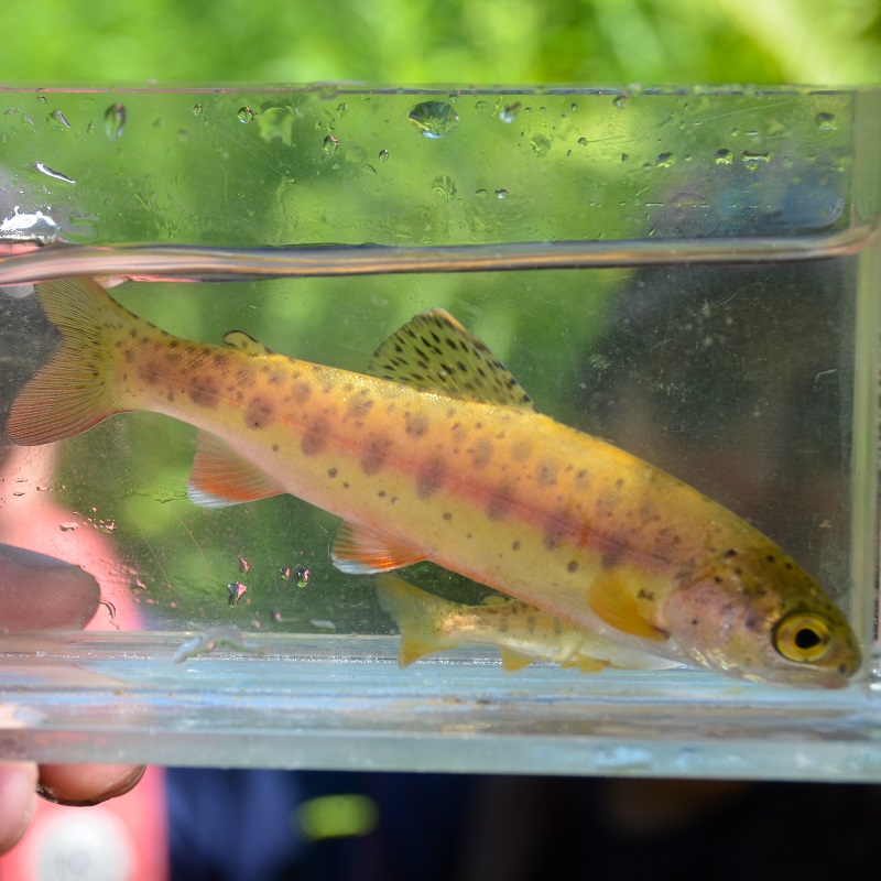 TRCA biologists conduct stream electrofishing in the field