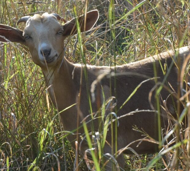 Meadoway Grazing Project