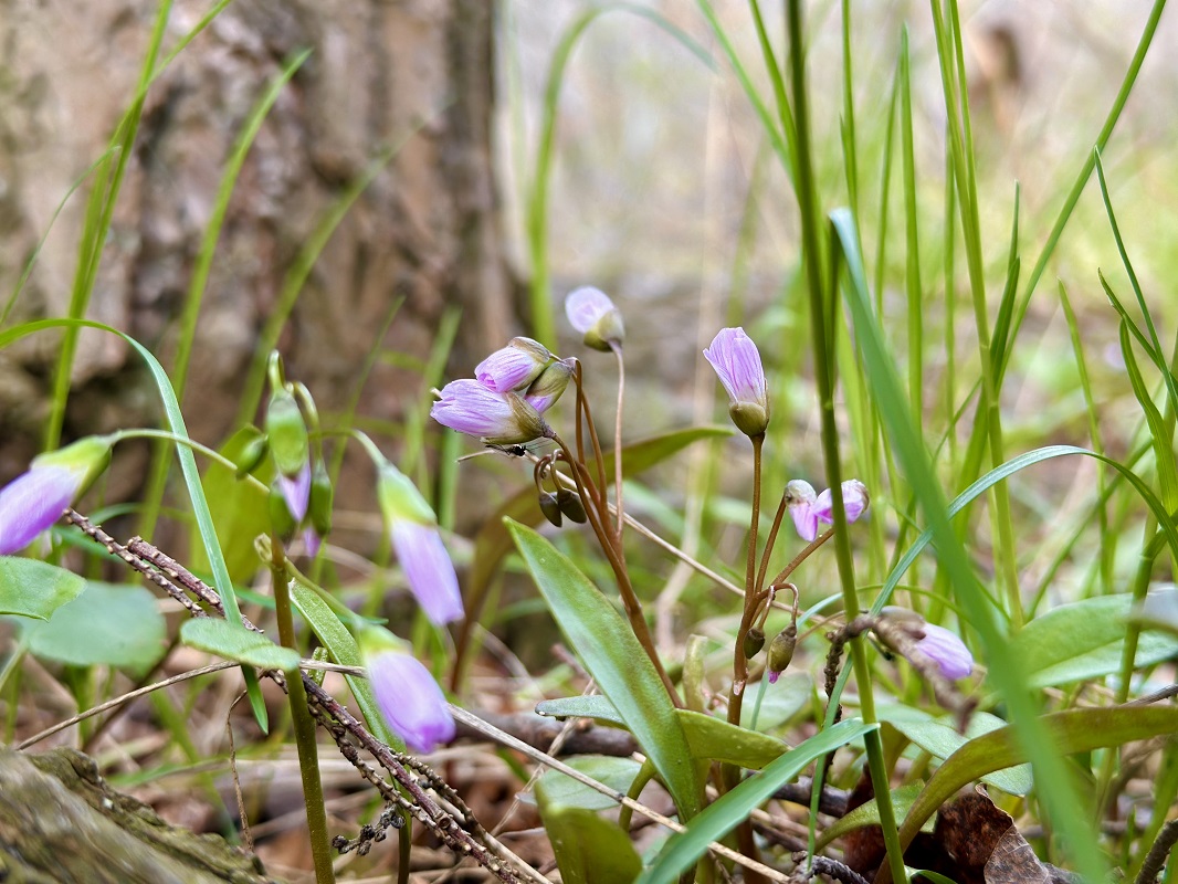 spring beauty - an indicator species of a healthy ecosystem