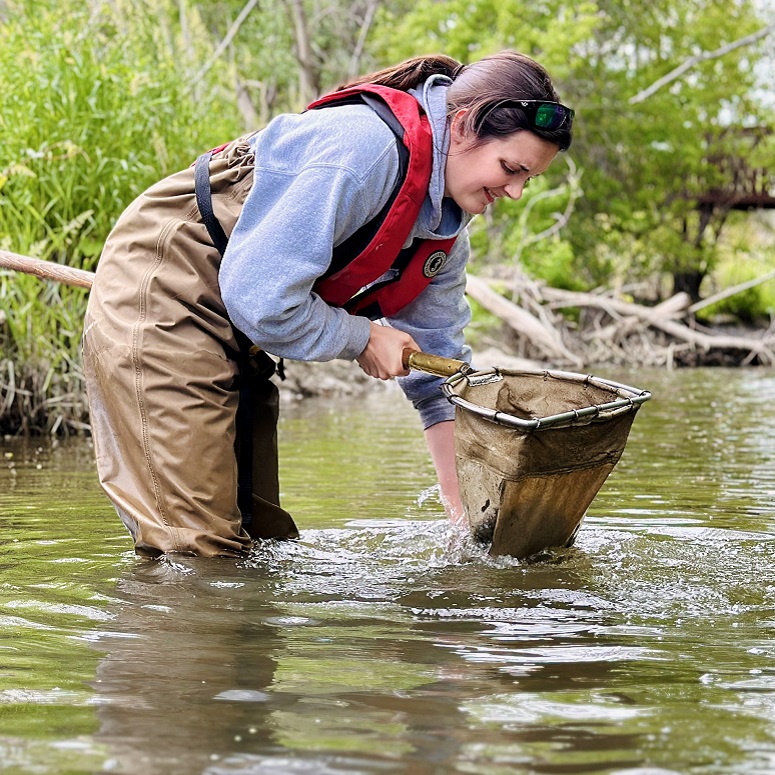 a TRCA biologist collects benthic macroinvertebrates from a local stream