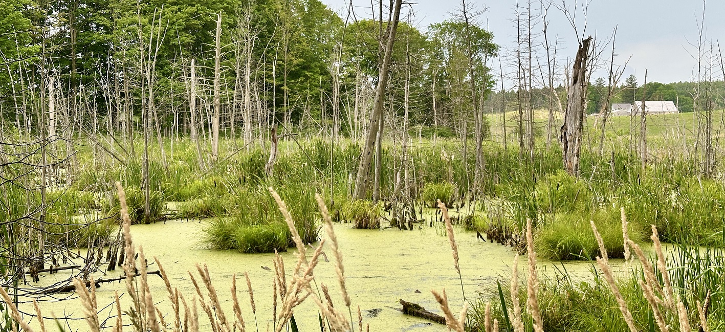 a wetland habitat