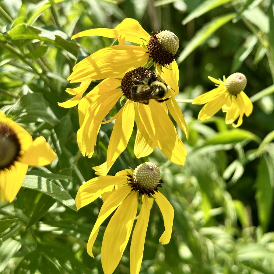 native wildflowers bloom in a pollinator garden