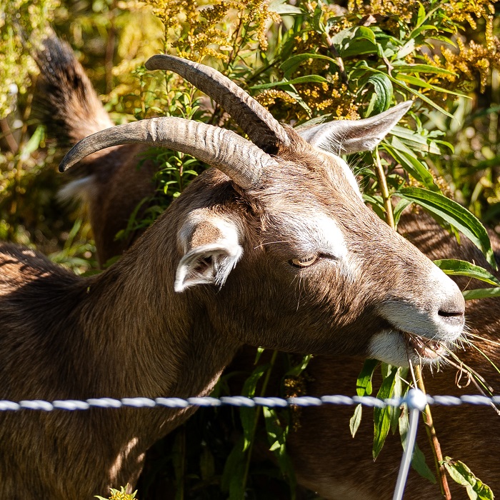 a goat grazes in The Meadoway