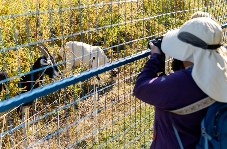 a visitor photographs goats and sheep grazing in The Meadoway