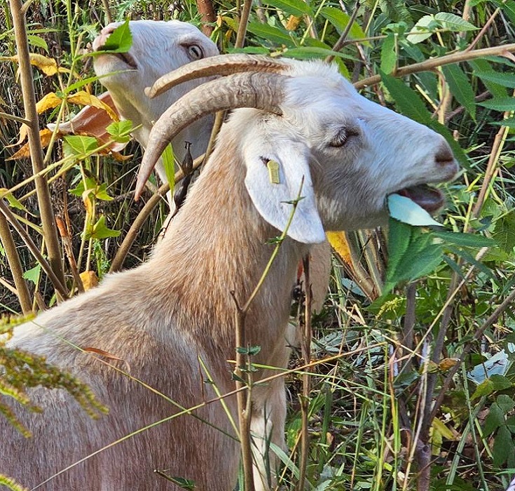 a goat grazes in The Meadoway