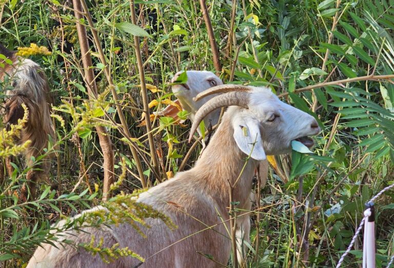 a goat grazes in The Meadoway