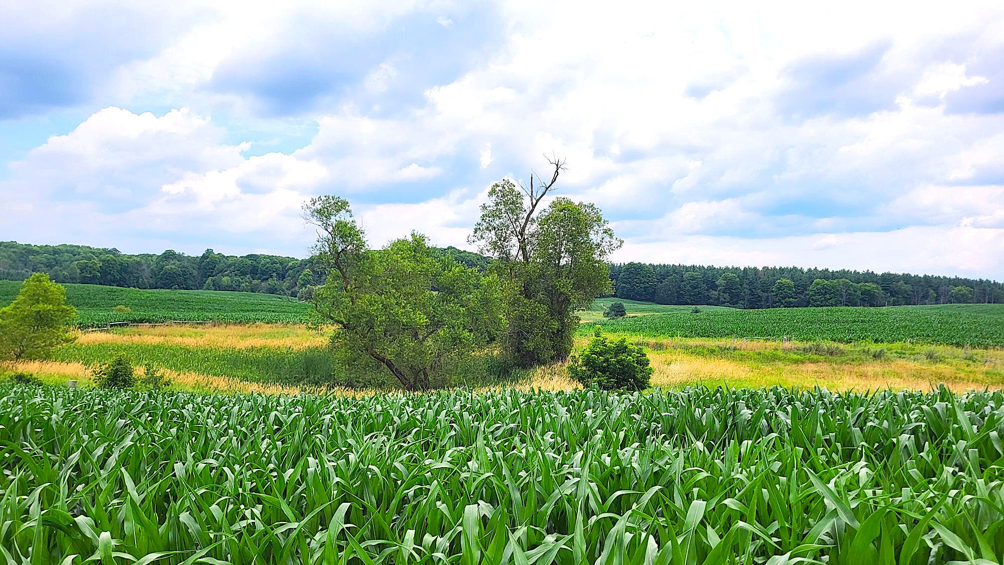 Farm in Durham Region
