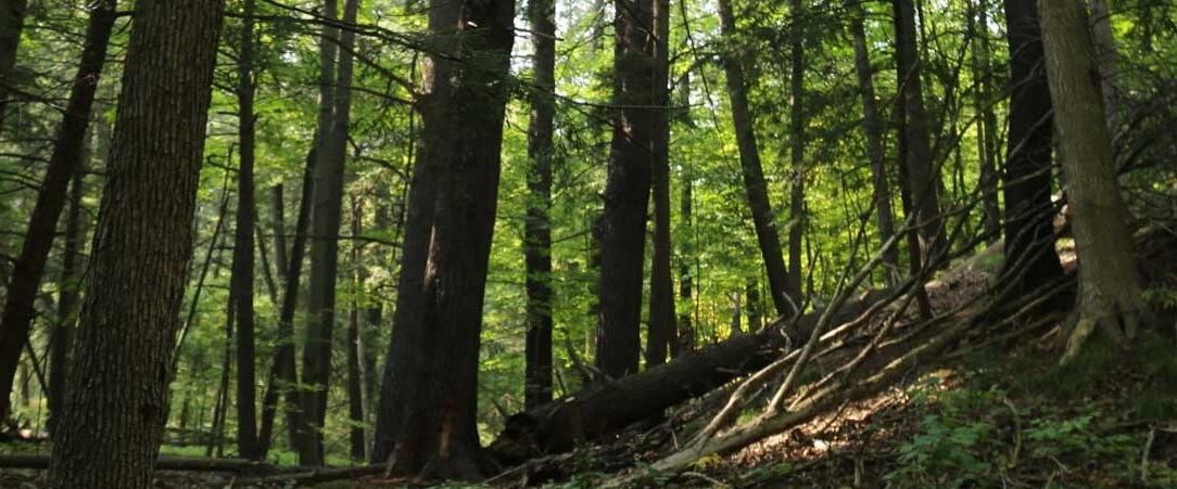 the woods at Bruces Mill