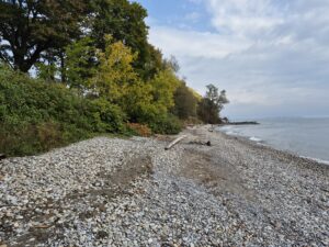 The eastern cobble shoreline, with Lake Ontario visible on the right and backshore vegetation on the left.