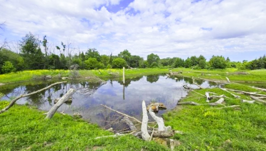a wetland area in the Carruthers Creek watershed