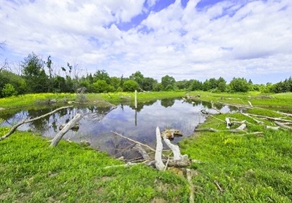 a wetland area in the Carruthers Creek watershed